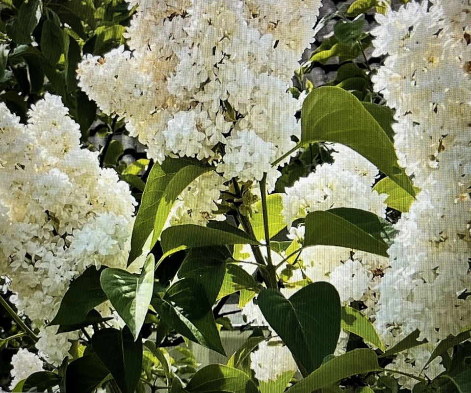 Белая сиреньХотелось в детстве радоваться счастьемВесной дразнить мальчишек во дворе.Война сказала хватит детка плакать.Трудом поможешь миру на земле.Ты знаешь мама я выжила блокаду.Мне сильные морозы не по чём.А во дворе где хоронили мёртвых.Цветёт раскошено белая сирень