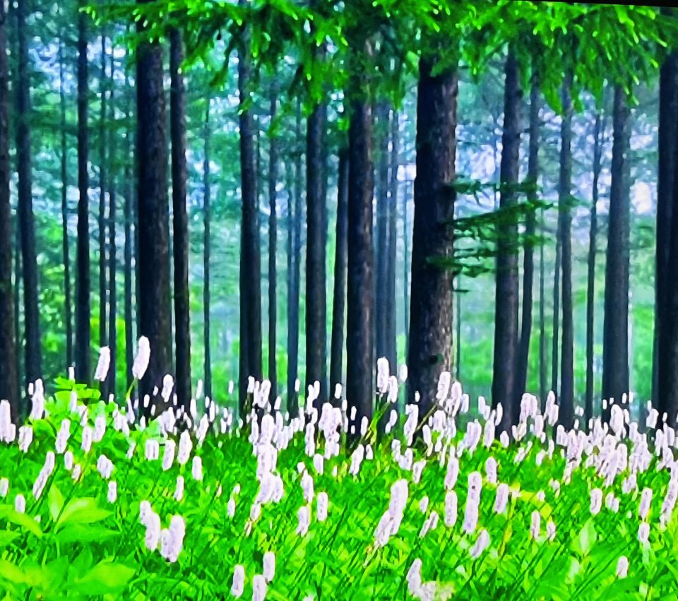 СМОТРЮ лесную красоту Смотрю в окошко по утрам, пишу картину нежной кистью.Рука не слушает дрожит, а сердце стонет, кровь кипит.Россия красотой пленит, природой создана с лучами,Мне б написать икону с вми, но лес ещё пока молчит.