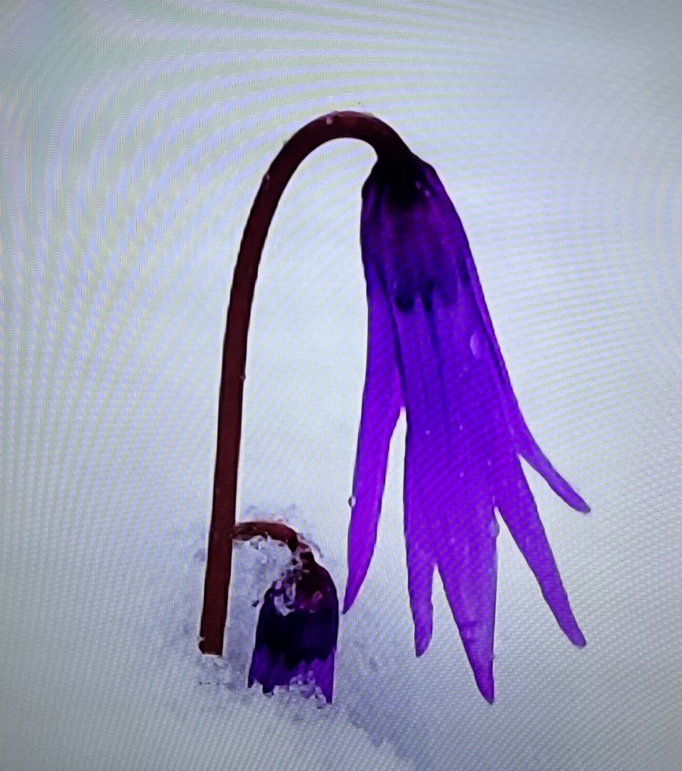 КапельКапель нас будет по утрам, весенний сон мечта к цветам.Воркуют голубь; эй проснись. Прохладой лучше охладись.А где то там уже вена, цветут тюльпаны всем без сна.