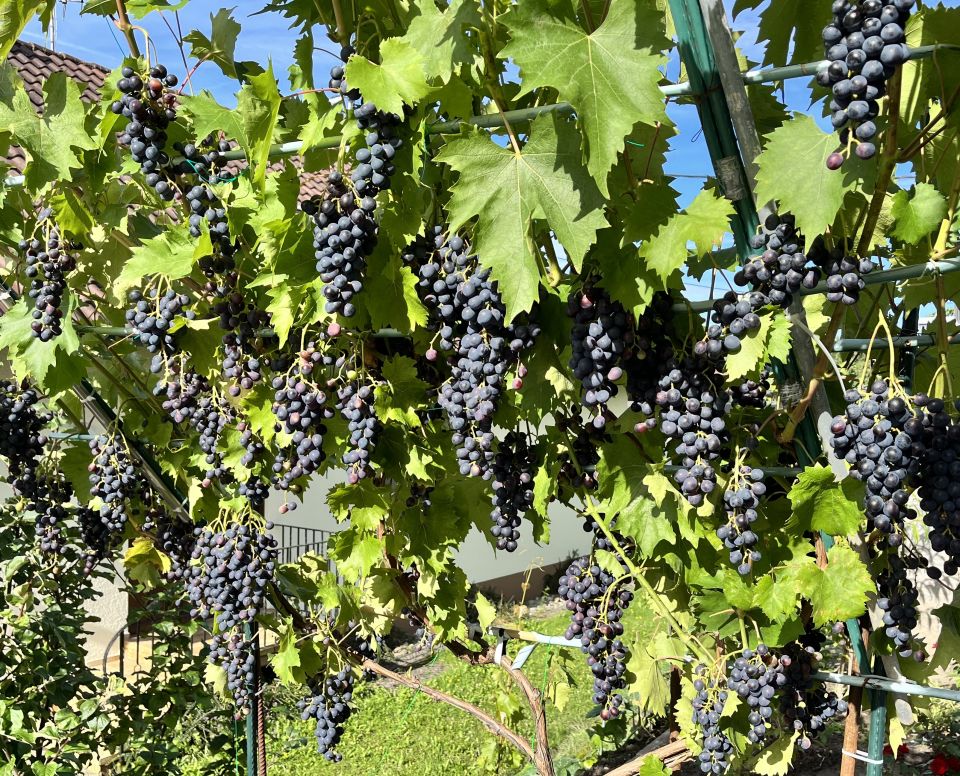 АВГУСТ СЕНТЯБРЮАвгуст просит сентября, будь с народом без дождя.В бабье лето пригласи, в урожайные сады.Многолетняя клубника раскраснелась на кусту.А малину вот дела ощипали всю с утра.Куст смородины пестрит, вкусом что то не сластит.Персик манит и гранат, душу рвёт их аромат.Сорт крыжовник малахит, развивает аппетит.Он шипами всем грозит, Слива ветки наклонила.Ешь хозяин будет сила, запах яблонь аромат.Виноградный сок струится, на губах моих сластится.Это ж надо какой сад, заходите буду рад.