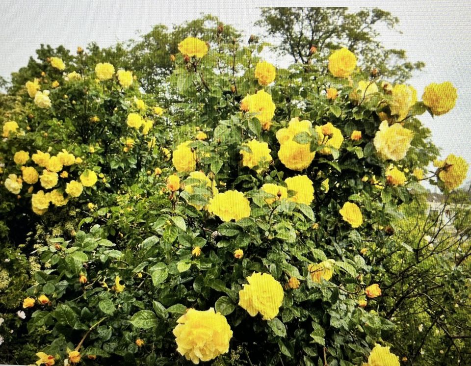 Красивых жёлто ярких роз, дарил тебе в закате грёз.А с голубых красивых глаз, в печали видел тёплых слез.О добрая и нежная любимая моя.я мамаю зову тебя***Не спрашивай меня за волос мой седой.Мои года потеряны судьбой, о милая добрая мама.***Наш ветхий дом у белоснежных берёз.Ты пела мне красивые душевные слова.В твоей душе царит печаль и одинокая тоска.***О милая добрая мама, судьба у порога сковала.В слезах ты меня провожала.***Пусть розы у дома цвету и птицы в берёзах поют.О милая добрая мама, мечты сбываются.Любовь не забывается.